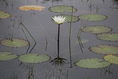 Nymphaea ampla