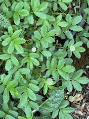 Acaena ovalifolia