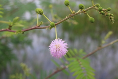 Mimosa pigra
