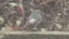 Phoenicurus ochruros gibraltariensis
