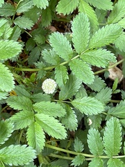 Acaena ovalifolia