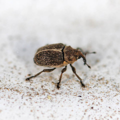 Ceutorhynchus typhae