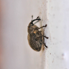 Ceutorhynchus typhae