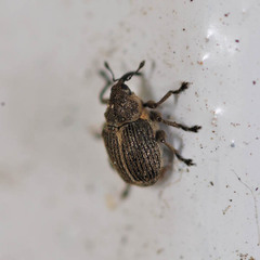 Ceutorhynchus typhae