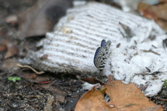 Leptotes pirithous