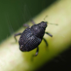 Zacladus geranii