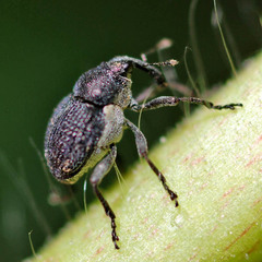 Zacladus geranii