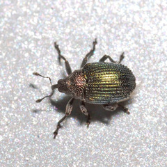 Ceutorhynchus erysimi