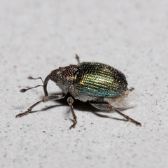 Ceutorhynchus erysimi