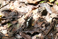 Pseudacraea lucretia