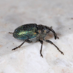 Ceutorhynchus erysimi