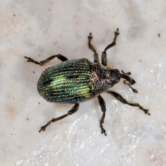 Ceutorhynchus erysimi