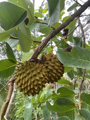Annona crassiflora