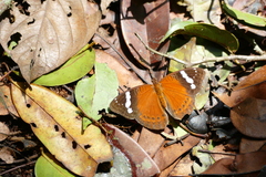 Euriphene