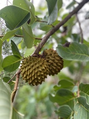 Annona crassiflora