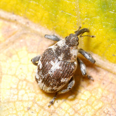 Hadroplontus litura