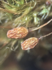 Bartramia capensis