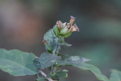 Strobilanthes heyneana