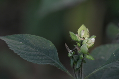 Strobilanthes heyneana