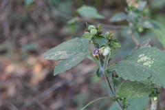 Strobilanthes heyneana