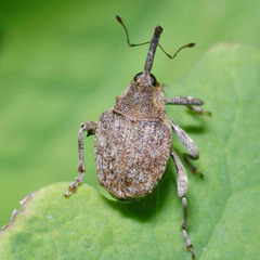 Parethelcus pollinarius