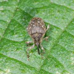 Parethelcus pollinarius
