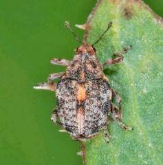 Rhinoncus bruchoides