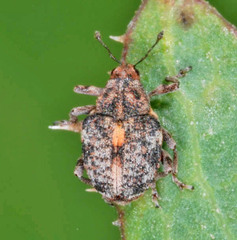 Rhinoncus bruchoides