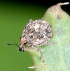 Rhinoncus bruchoides