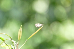 Falcuna margarita