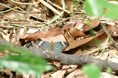 Bebearia congolensis