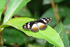 Aterica galene