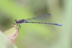 Enallagma novaehispaniae