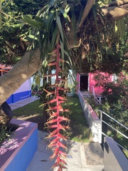 Tillandsia prodigiosa