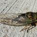 Linne's Cicada - Photo (c) Anita363, some rights reserved (CC BY-NC), uploaded by Anita363
