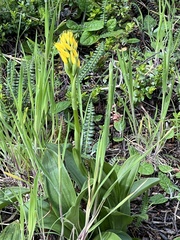 Gavilea lutea