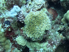 Galaxea fascicularis