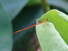 Ceriagrion
