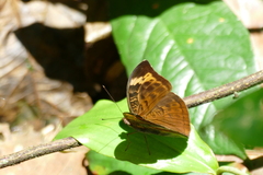 Bebearia tessmanni