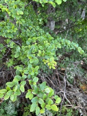 Nothofagus pumilio