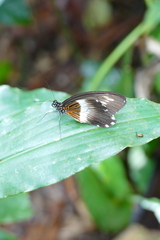 Papilio gallienus