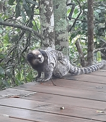 Callithrix jacchus × penicillata