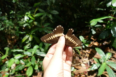 Papilio gallienus