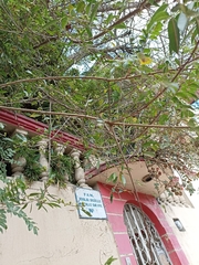 Ficus pertusa