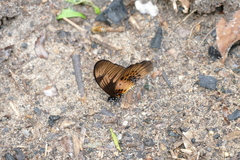 Graphium latreillianus