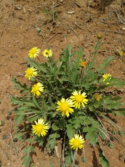 Arctotis arctotoides