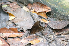 Papilio chrapkowskoides