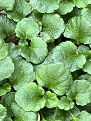 Dysopsis glechomoides