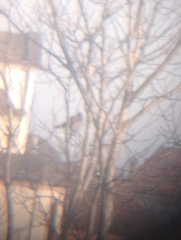 Corvus cornix sharpii