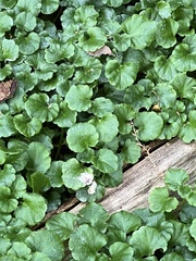 Dysopsis glechomoides